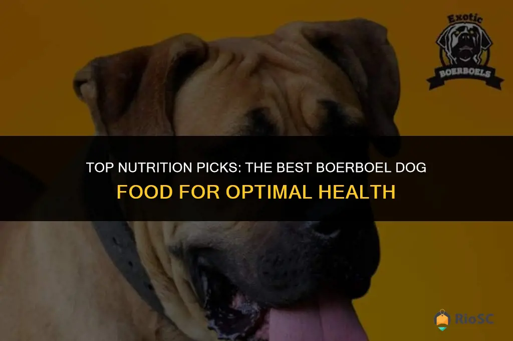 best boerboel dog food