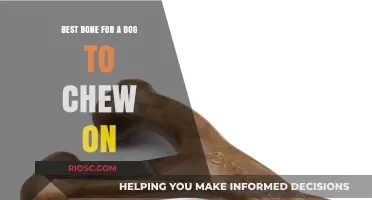 Safe and Durable: The Ultimate Guide to Choosing the Best Bone for Your Dog to Chew On