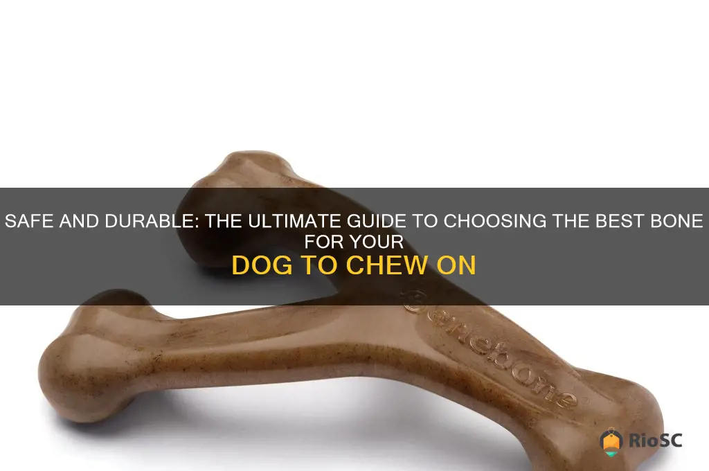 best bone for a dog to chew on