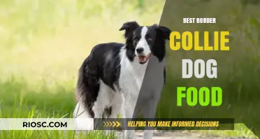 Top Nutrition Picks: Fueling Your Border Collie's Active Lifestyle