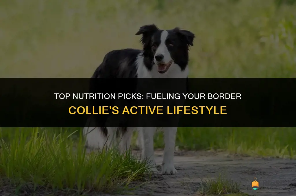 best border collie dog food