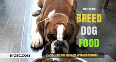 Optimal Nutrition for Your Champion: The Best Dog Food for Boxer Breeds