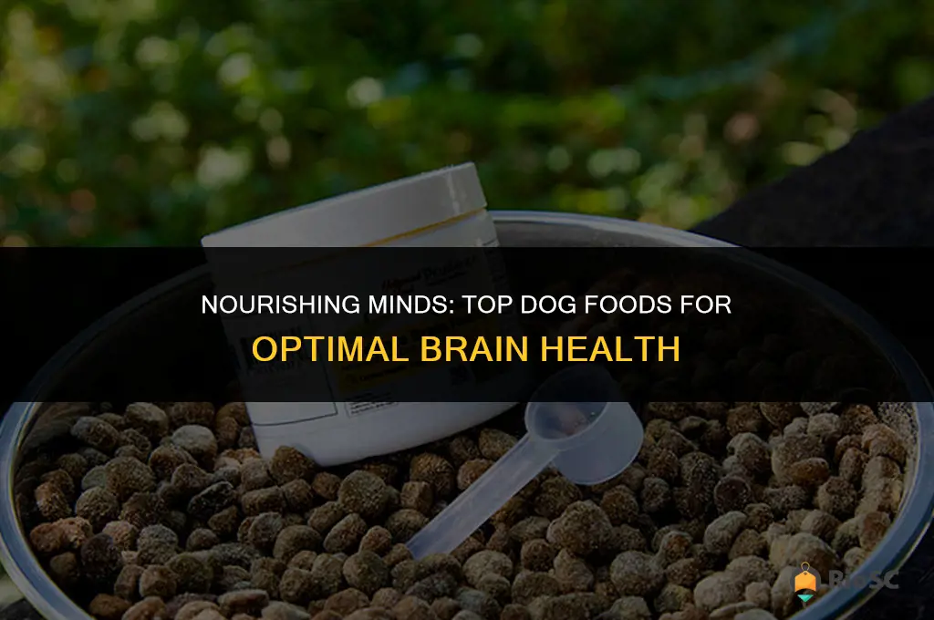 best brain health dog food