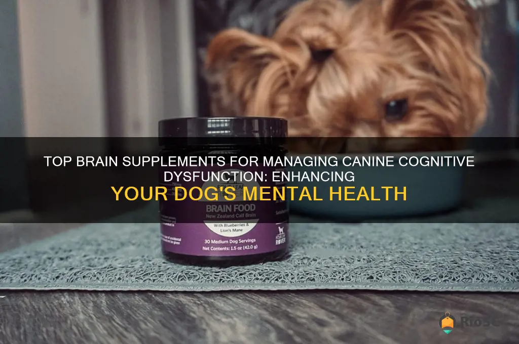best brain supplement for brain disorder in dog