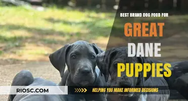 Nourishing Giants: Top Brand Dog Foods for Great Dane Puppies