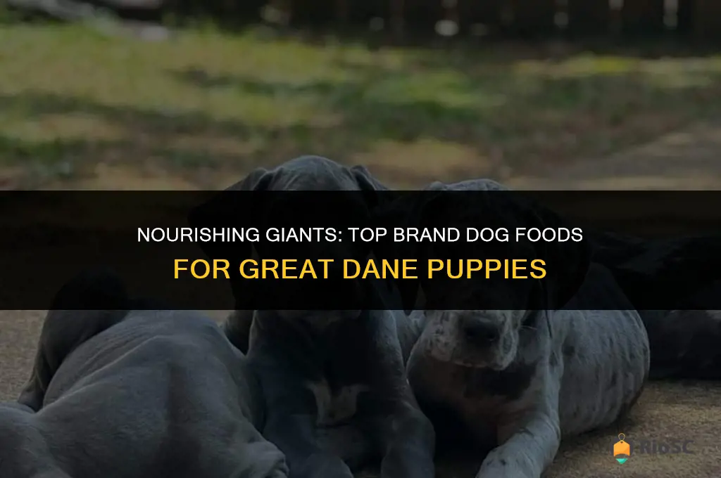 best brand dog food for great dane puppies