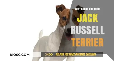Top-Rated Dog Food Brands for Jack Russell Terriers: A Comprehensive Guide