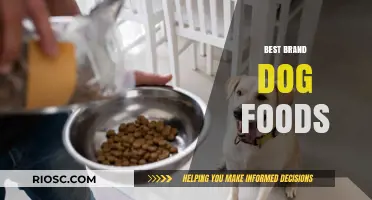 Top-Rated Dog Foods: A Comprehensive Guide to Choosing the Best Brand for Your Canine Companion