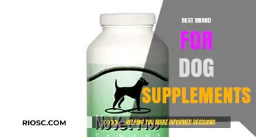 Top-Rated Dog Supplement Brands: A Comprehensive Guide to Enhancing Your Pet's Health