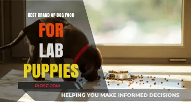 Nourishing Growth: Top Dog Food Picks for Labrador Puppies