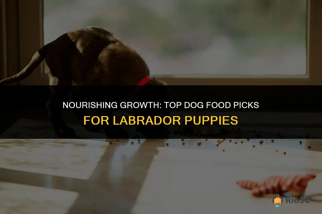 best brand of dog food for lab puppies