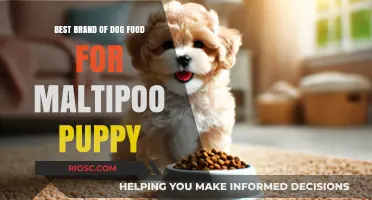 Top-Rated Dog Food for Maltipoo Puppies: A Comprehensive Guide