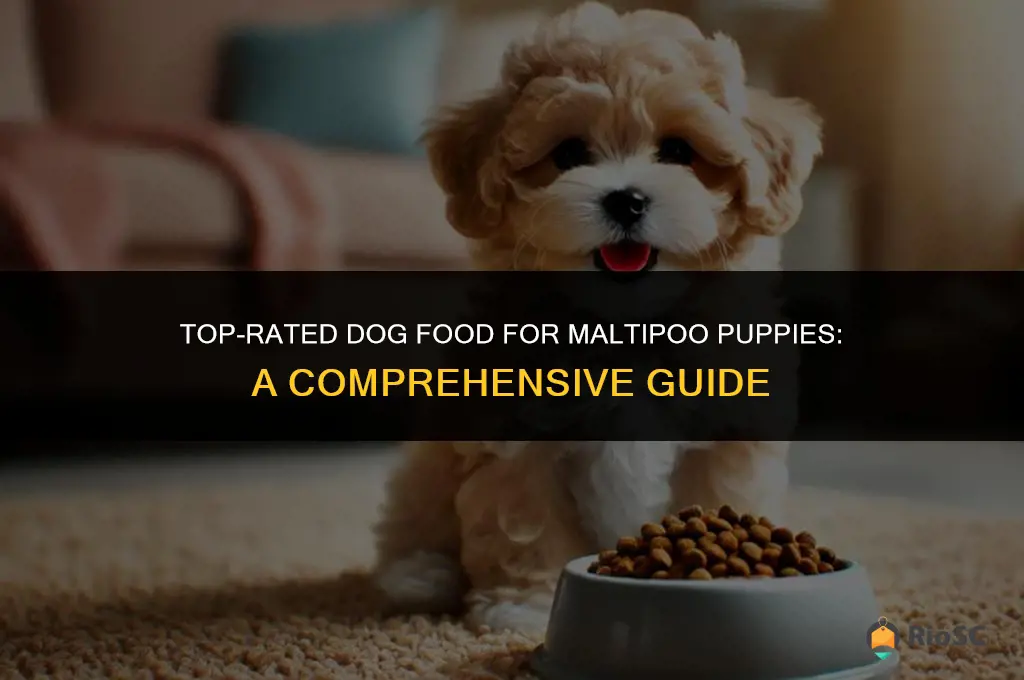 best brand of dog food for maltipoo puppy