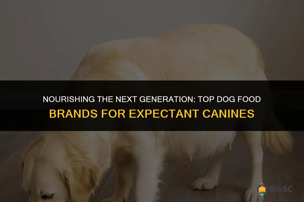 best brand of dog food for pregnant dogs