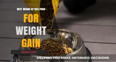 Top-Rated Dog Foods to Help Your Pup Gain Weight Healthily
