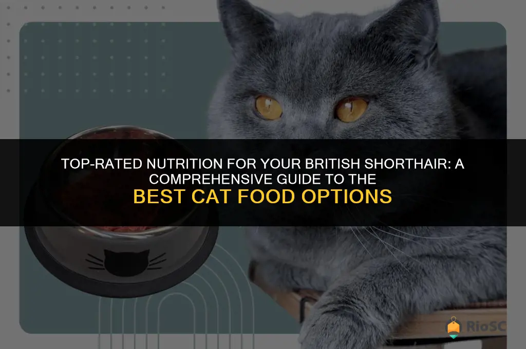 best british shorthair cat food