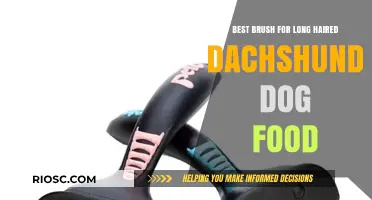 Top Grooming Picks: The Ideal Brush for Your Long-Haired Dachshund's Coat Care