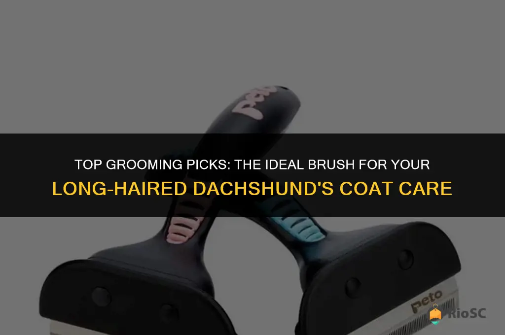 best brush for long haired dachshund dog food