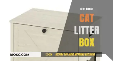 Affordable and Effective: The Best Budget Cat Litter Box Options for Your Feline Friend