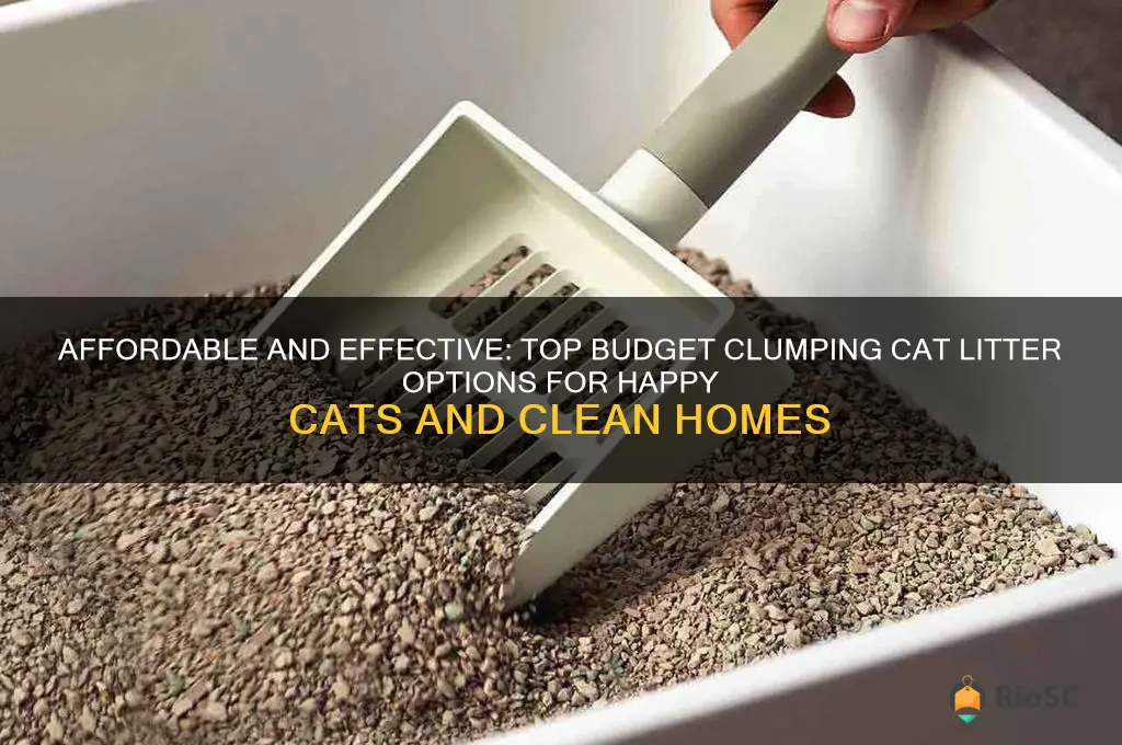 best budget clumping cat litter