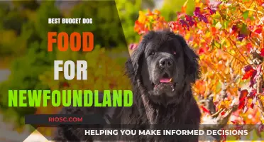 Affordable Nutrition for Your Gentle Giant: Best Budget Dog Food for Newfoundlands