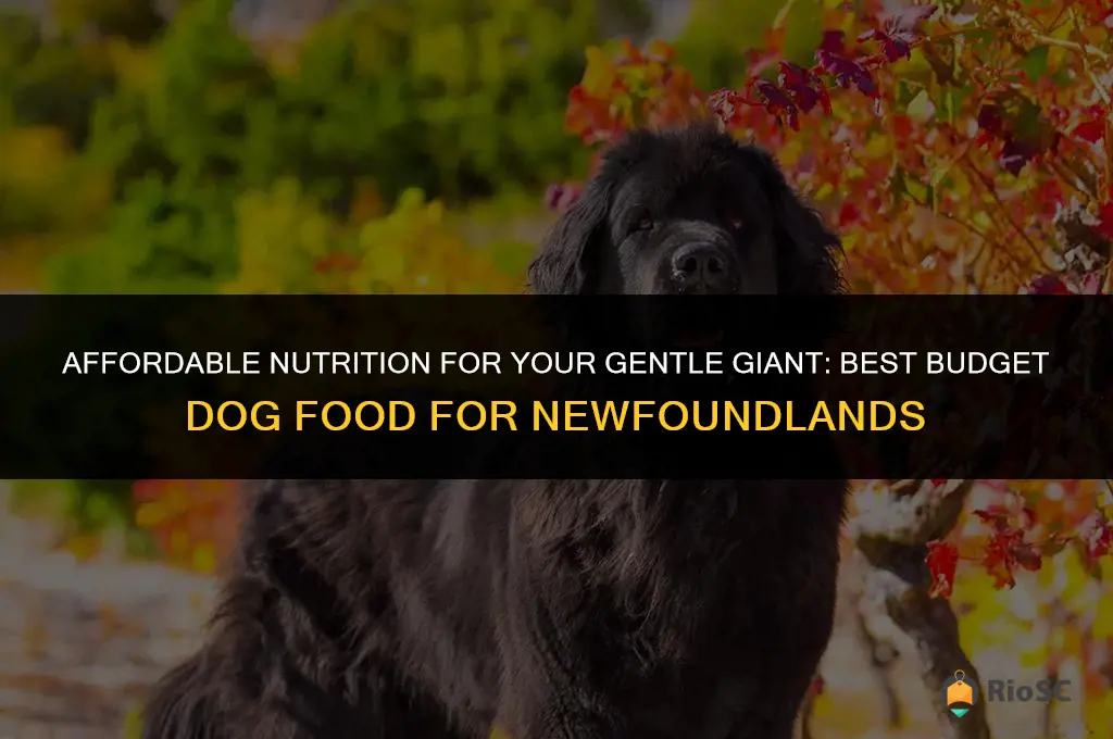 best budget dog food for newfoundlands