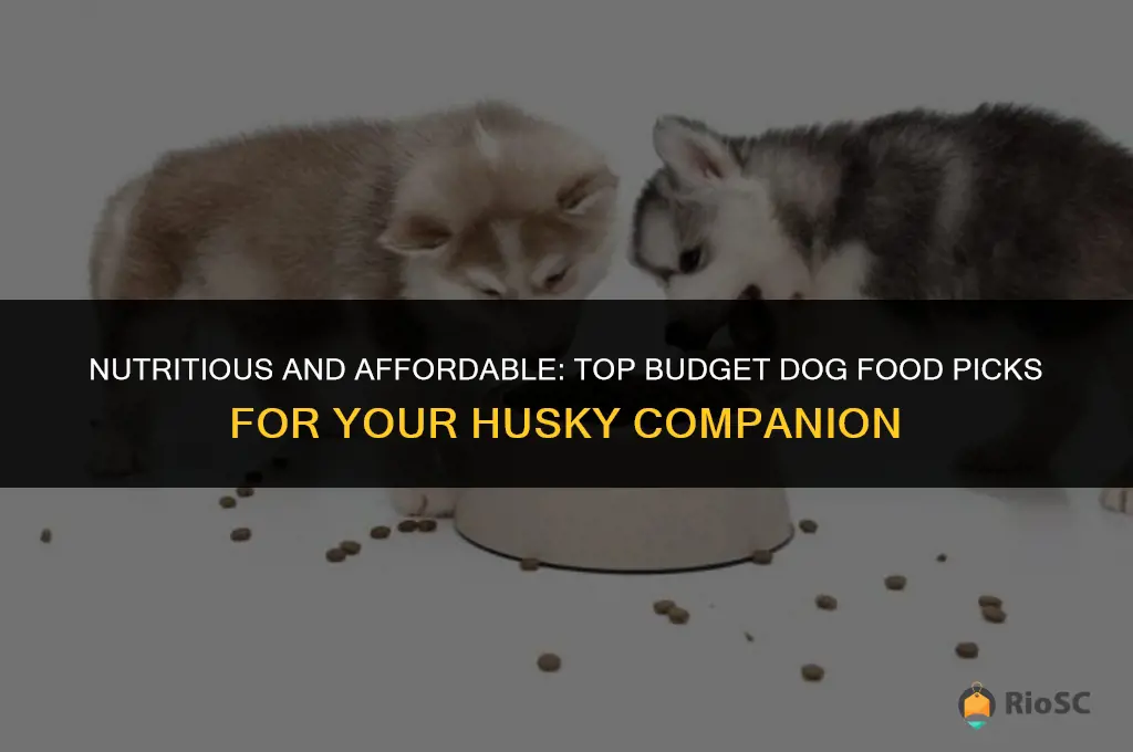 best budget dog food husky