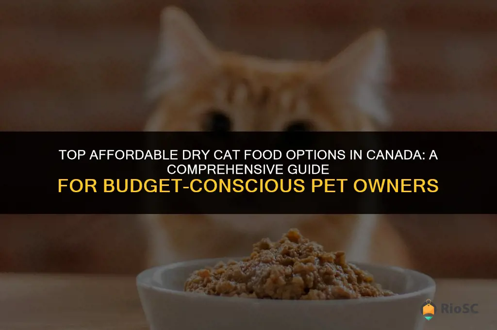 best budget dry cat food canada