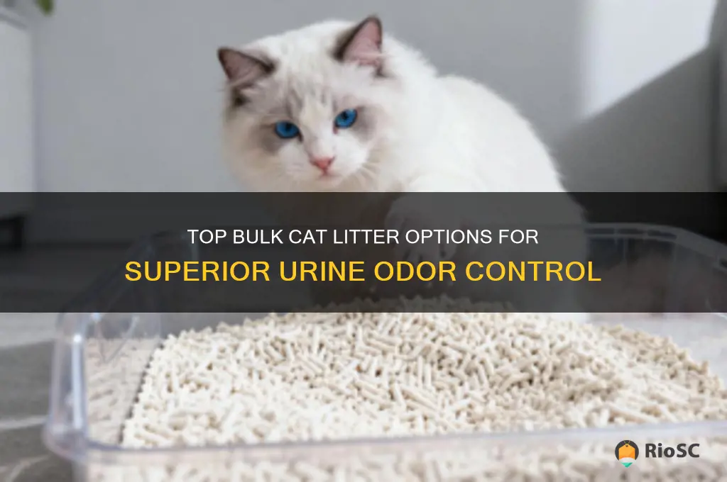 best bulk cat litter for urine odor control