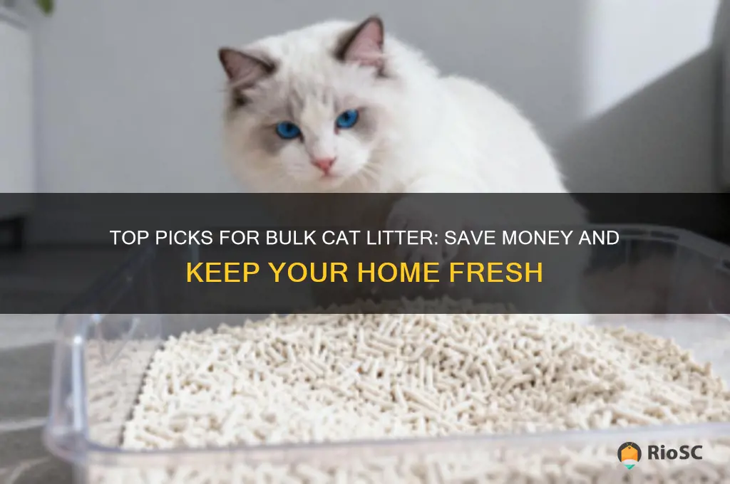 best bulk cat litter
