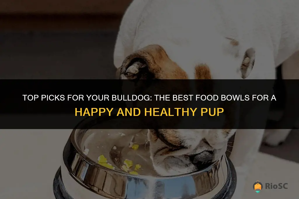 best bull dog food bowl