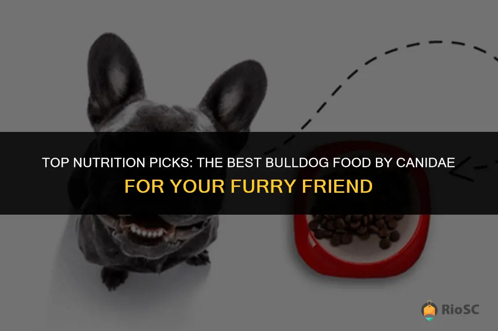 best bulldog food canidae dog