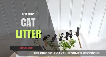 Top Bunny Cat Litter Options: Eco-Friendly and Safe Choices for Your Furry Friend