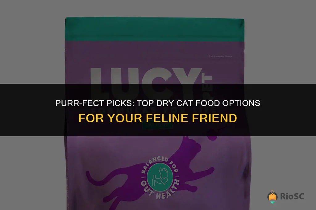 best buy cat food dry