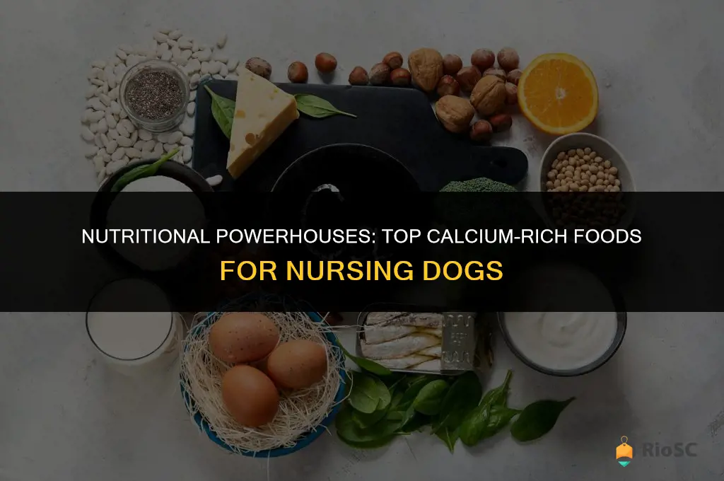 best calcium rich food for nusing dog