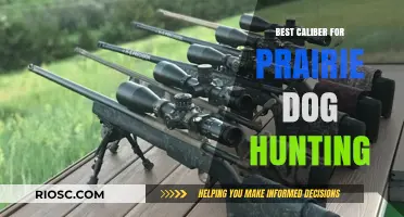 Top Caliber Choices for Prairie Dog Hunting: Precision and Efficiency on the Range