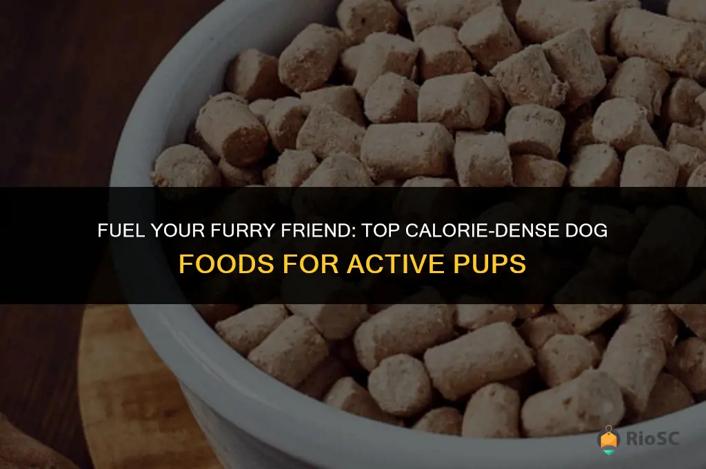 best calorie dense dog food