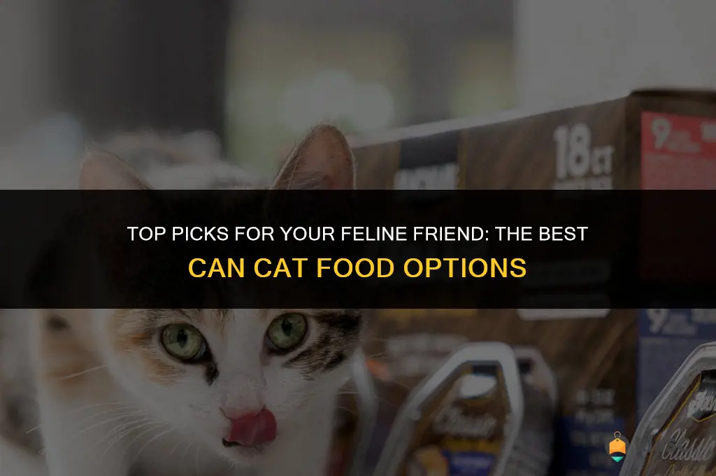 best can cat food