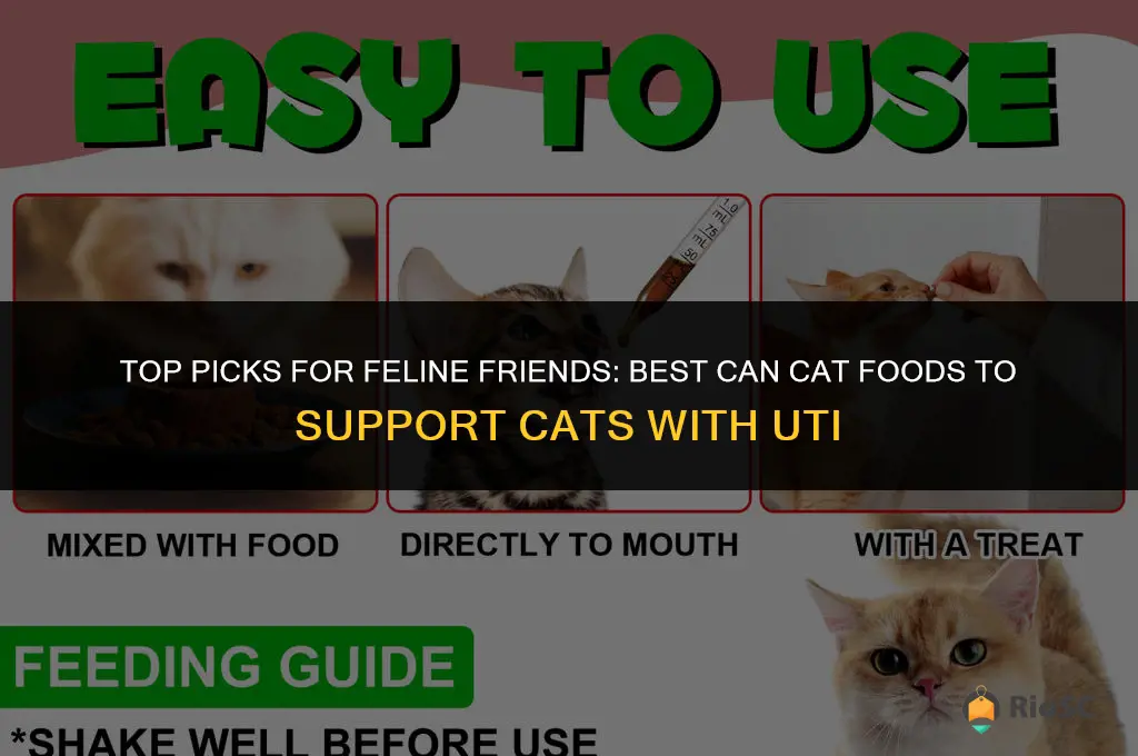best can cat foods for cats with uti