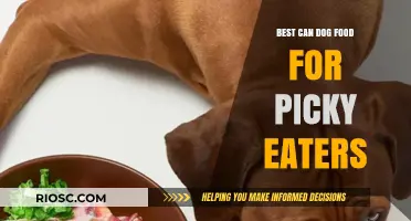 Top-Rated Can Dog Foods to Entice Even the Pickiest Eaters