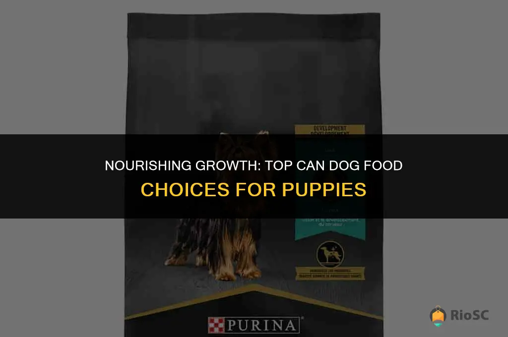 best can dog food for puppies
