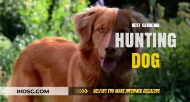 Top Canadian Hunting Dog Breeds: Loyal Companions for the Great Outdoors