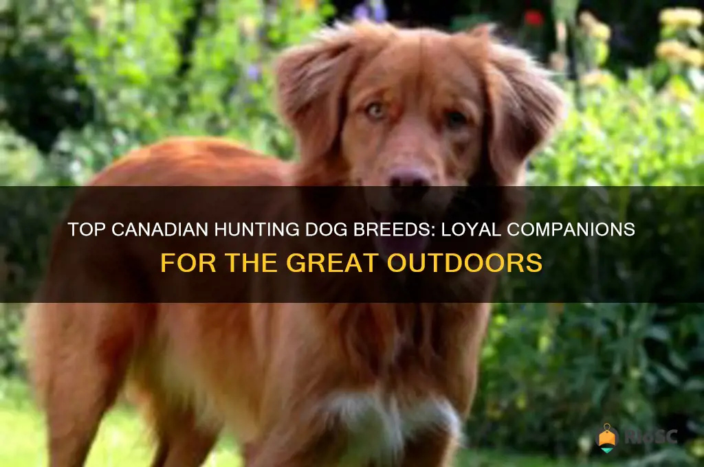 best canadian hunting dog