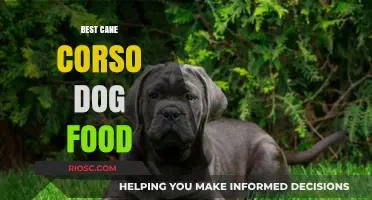Top Nutrition Picks: The Best Cane Corso Dog Food for Optimal Health