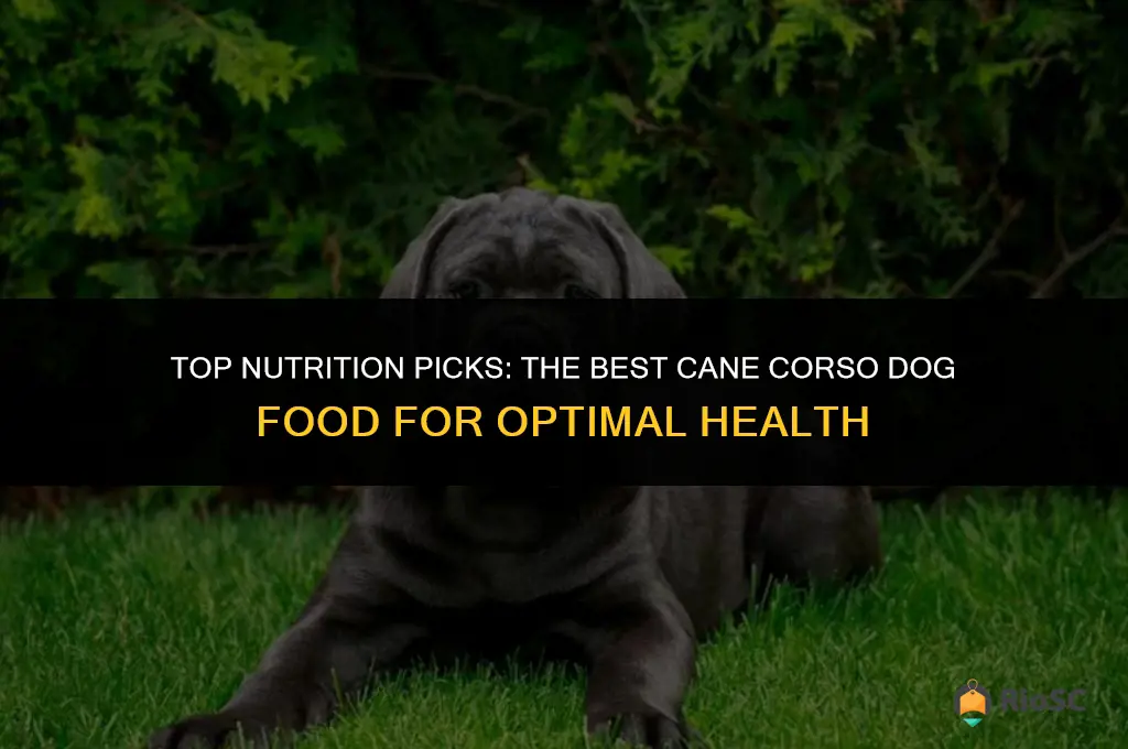 best cane corso dog food