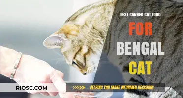 Top Picks for Bengal Cats: The Best Canned Cat Food Options