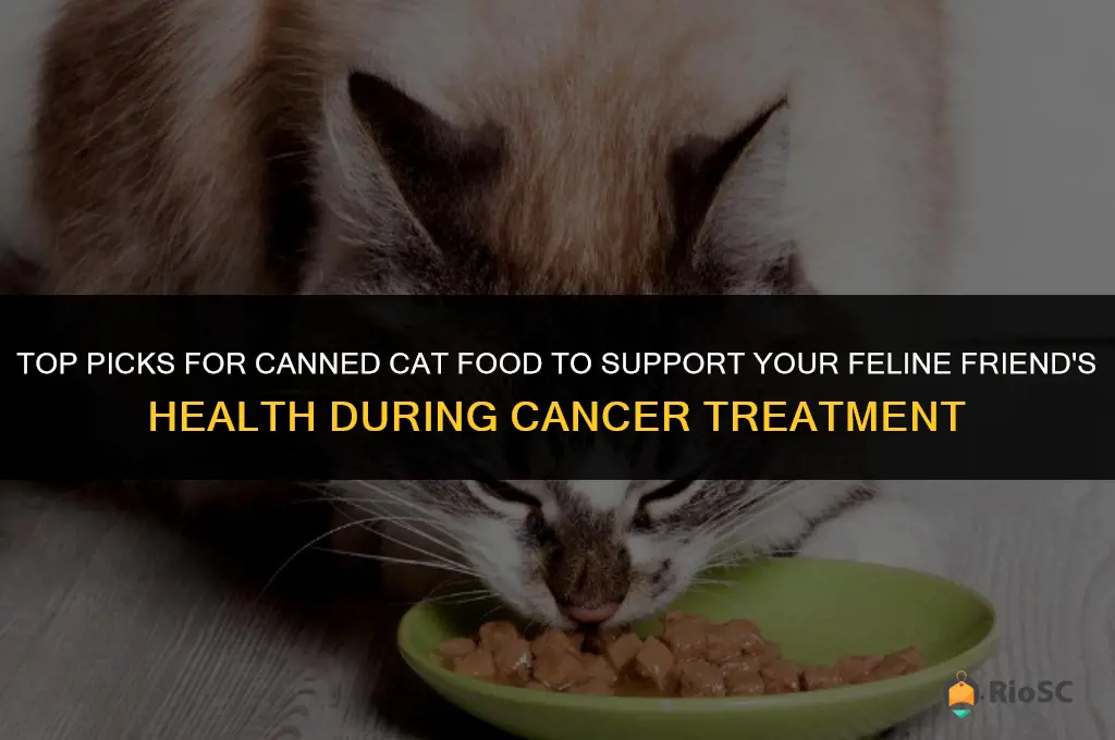 best canned cat food for cats with cancer