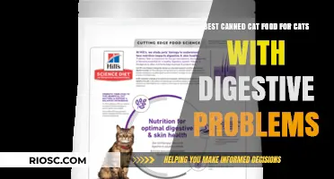 Top Picks for Sensitive Stomachs: The Best Canned Cat Food for Digestive Health