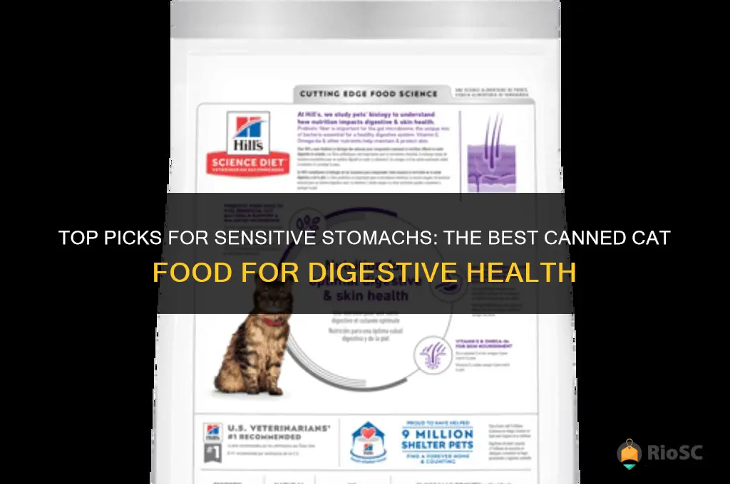 best canned cat food for cats with digestive problems