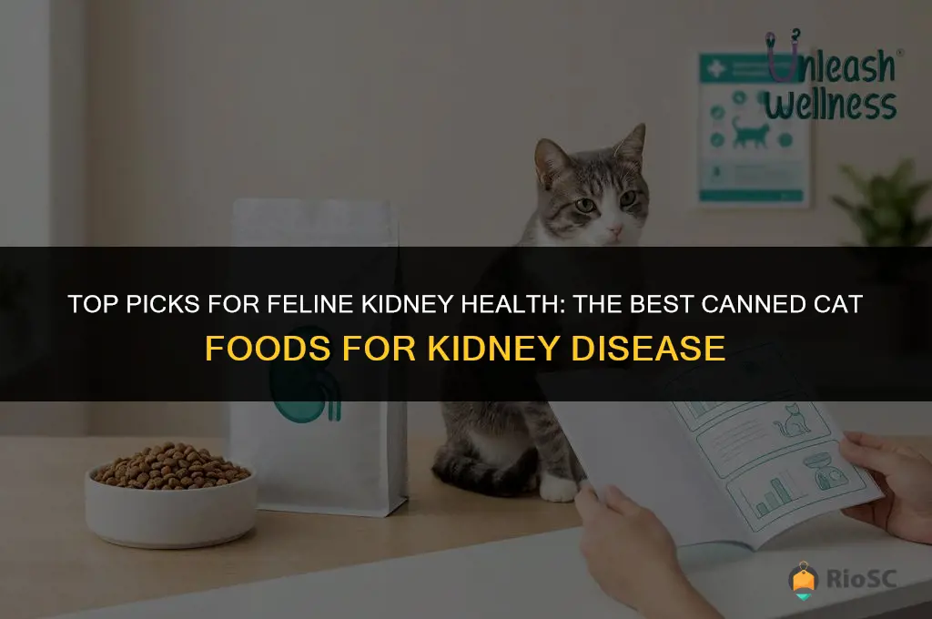 best canned cat food for cats with kidney disease